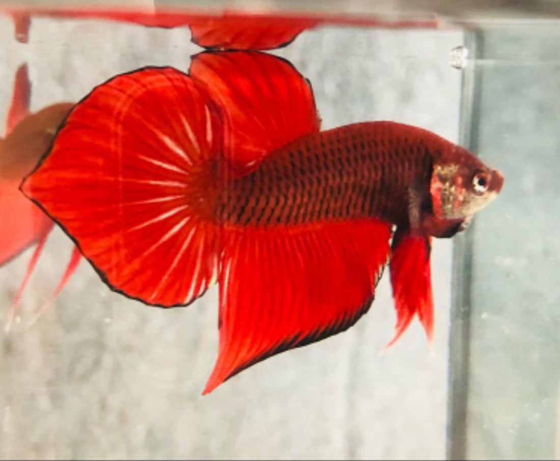 Red Splendens Male Wild Betta Our Choice (CBM-1053)