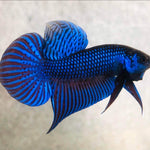 Steel Blue Mahachai Male Wild Betta Our Choice (CBM-1055)