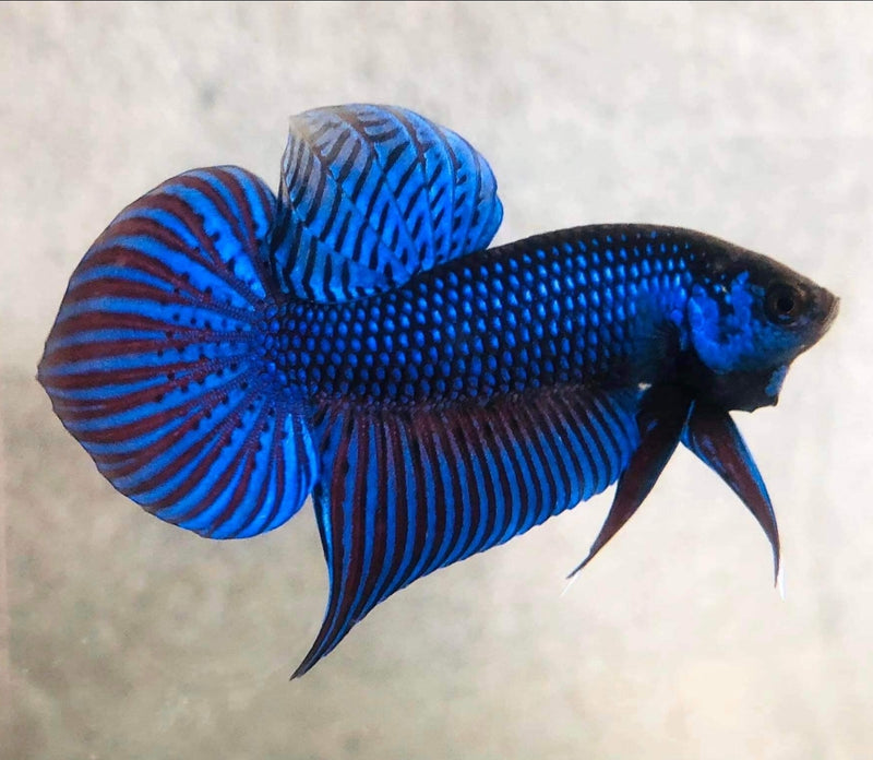 Steel Blue Mahachai Male Wild Betta (CBM-1055) BUY 4 GET 1 FREE MIX & MATCH