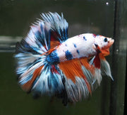 Fancy MArble Over Halfmoon Candy Fancy Galaxy Nemo Male Betta