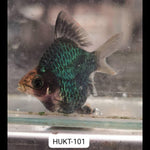 (HUKT-101)Short Body Green Tiger Barb
