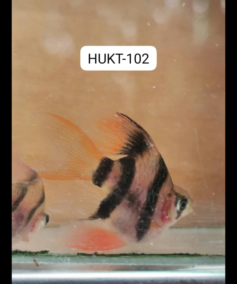(HUKT-102)Short Body Green Tiger Barb