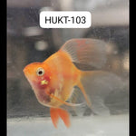 (HUKT-103)Short Body Green Tiger Barb