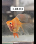 (HUKT-103)Short Body Green Tiger Barb