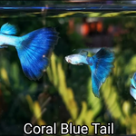 Live Fancy Guppy Fish Coral Blue Tail Guppy (CGP-137)