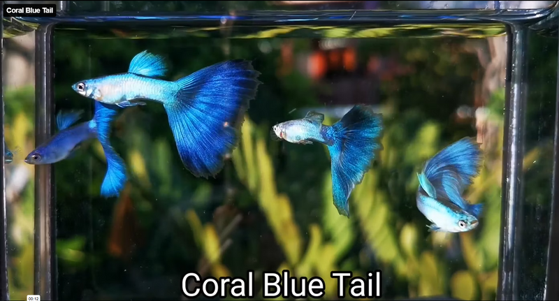 Live Fancy Guppy Fish Coral Blue Tail Guppy (CGP-137)