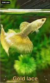 Live Fancy Guppy Fish Gold Lace Guppy (CGP-140)