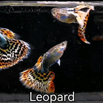 Live Fancy Guppy Fish Leopard Guppy (CGP-141) R7C05