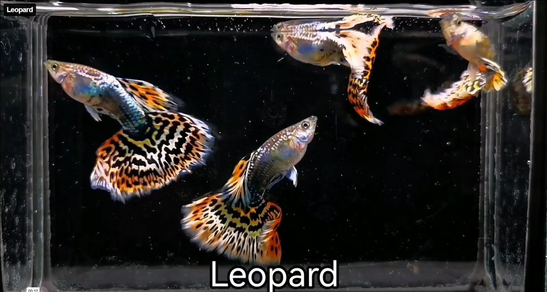 Live Fancy Guppy Fish Leopard Guppy (CGP-141) R7C05