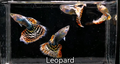 Live Fancy Guppy Fish Leopard Guppy (CGP-141) R7C05