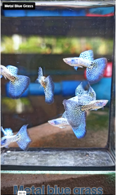 Live Fancy Guppy Fish Metal Blue Grass Guppy (CGP-144) R7C08