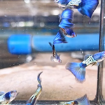 Live Fancy Guppy Fish Metal Blue Tail Guppy (CGP-145) R9C12 M+F