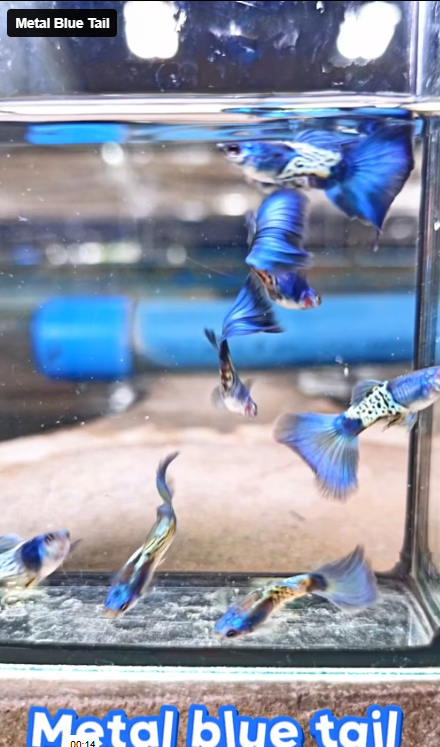 Live Fancy Guppy Fish Metal Blue Tail Guppy (CGP-145) R9C12 M+F
