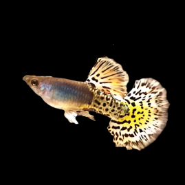 Live Fancy Guppy Fish Metal Leopard Guppy (CGP-146)