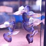Live Fancy Guppy Fish Purple Cobra Guppy (CGP-148)
