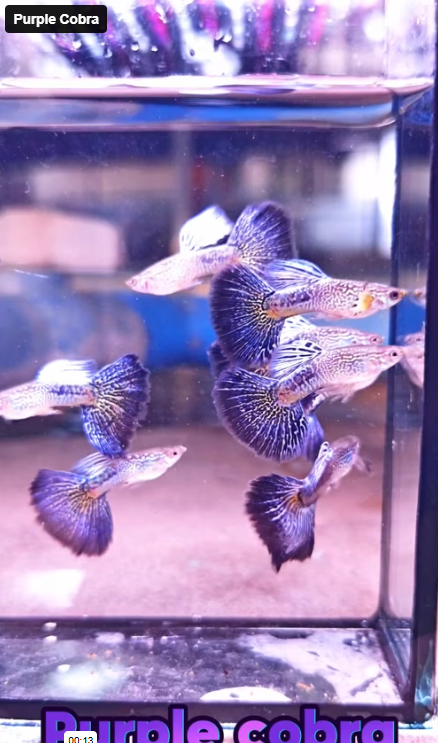 Live Fancy Guppy Fish Purple Cobra Guppy (CGP-148)
