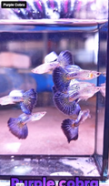 Live Fancy Guppy Fish Purple Cobra Guppy (CGP-148)