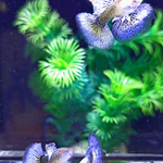 Live Fancy Guppy Fish Purple Dragon Guppy (CGP-149)