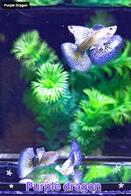 Live Fancy Guppy Fish Purple Dragon Guppy (CGP-149)