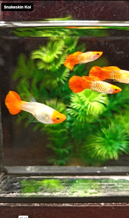 Live Fancy Guppy Fish Snakeskin Koi Guppy (CGP-152)