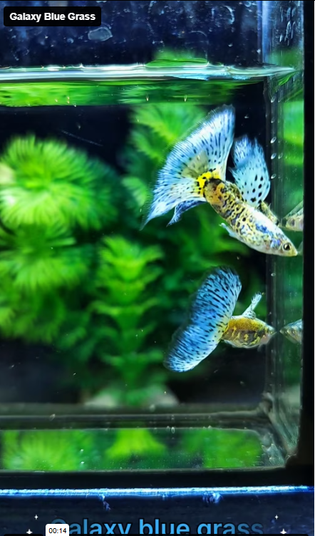 Live Fancy Guppy Fish Galaxy Blue Grass Guppy (CGP-154)