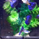 Live Fancy Guppy Fish Galaxy Purple Tail Guppy (CGP-155)