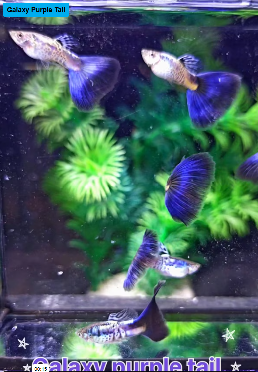 Live Fancy Guppy Fish Galaxy Purple Tail Guppy (CGP-155)