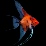 Live Freshwater Aquarium Red Devil Angelfish 1.50-2.00" Body