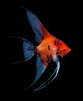 Live Freshwater Aquarium Red Devil Angelfish 1.50-2.00" Body
