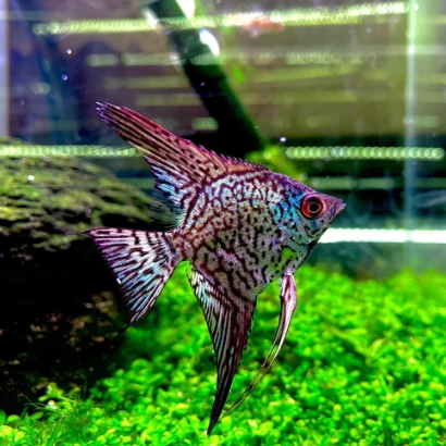 Live Freshwater Aquarium Leopard Angelfish 1.50-2.00" Body