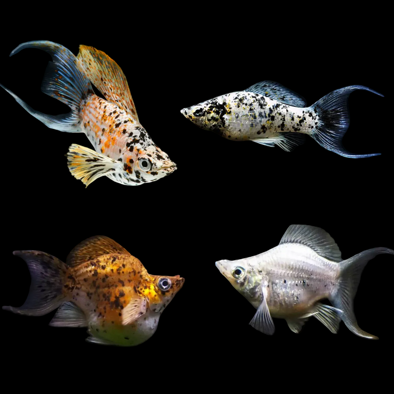 Fancy Premium Hifin Lyretail Balloon Molly (Poecilia sphenops)