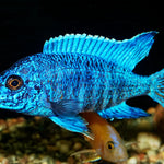 Live Freshwater Cichlid Blue Peacock  (Aulonocara nyassae) (CHD-114)U009