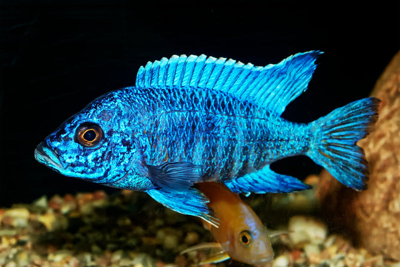 Live Freshwater Cichlid Blue Peacock  (Aulonocara nyassae) (CHD-114)U009