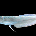 Silver Arowana (Osteoglossum bicirrhosum)