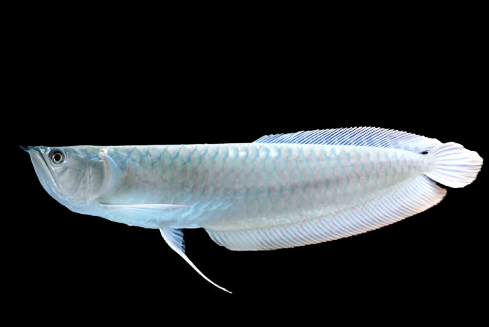 Silver Arowana (Osteoglossum bicirrhosum)