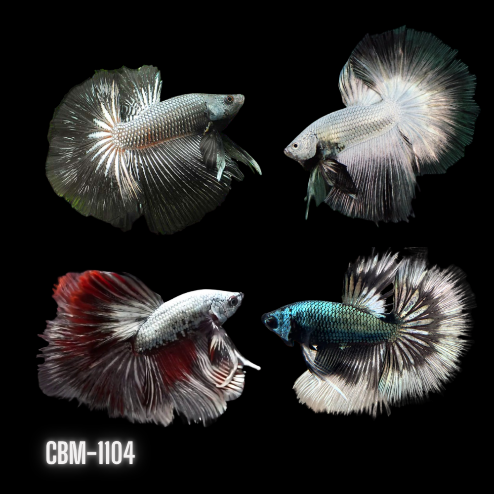 Male Betta Silver Dragon Mohawk Over Halfmoon Our Choice (CBM-1104)