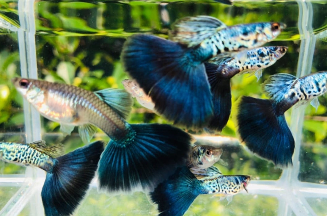  Snake Skin/Galaxy Big Black Tail guppy