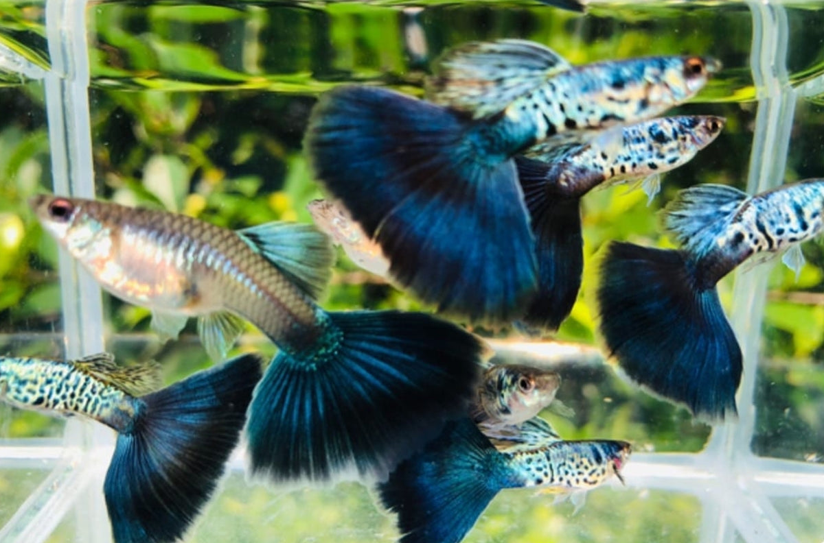  Snake Skin/Galaxy Big Black Tail guppy