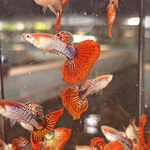 Snakeskin Red Mosaic Guppy