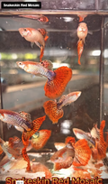 Live Fancy Guppy Fish Snakeskin Red Mosaic Guppy (CGP-153)