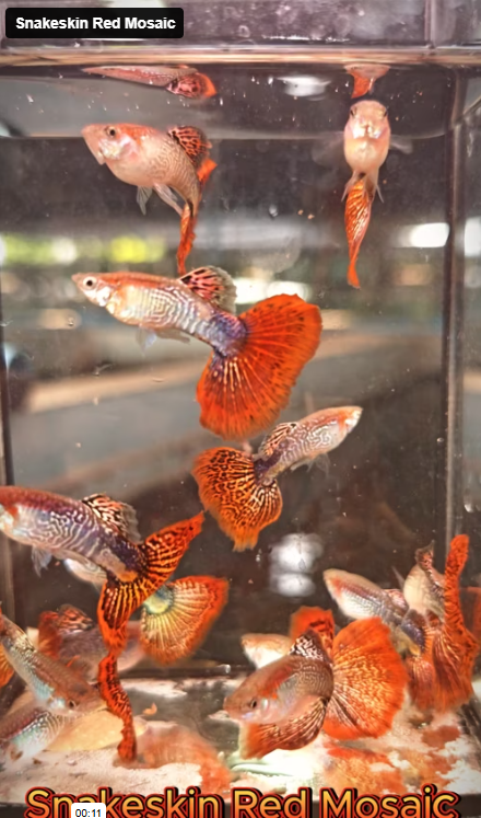 bubble guppies fish tank accessories Live Fancy Guppy Fish Snakeskin Red Mosaic