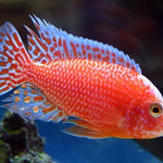 Live Freshwater Aquarium Pink Peacock African Cichlid  (Aulonocara Sp.)(CHD-133)