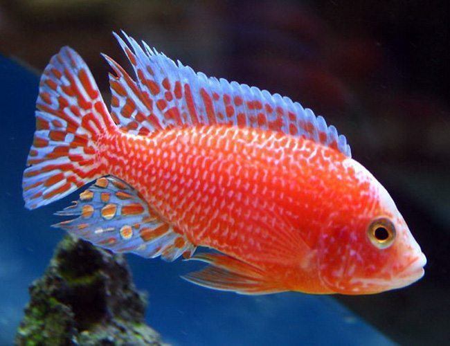 Live Freshwater Aquarium Pink Peacock African Cichlid  (Aulonocara Sp.)(CHD-133)