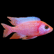 Strawberry Peacock African Cichlid