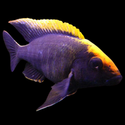 Sulfur Head/Apache Peacock African Cichlid