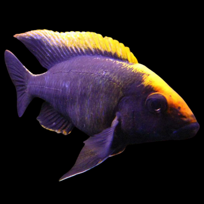 Sulfur Head/Apache Peacock African Cichlid