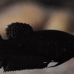 Super Black Female Plakat Betta