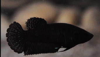 Super Black Female Plakat Betta