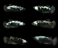 Live Betta Fish Super Black Mamba, Samurai Plakat Our Choice (CBG-028) R7B03