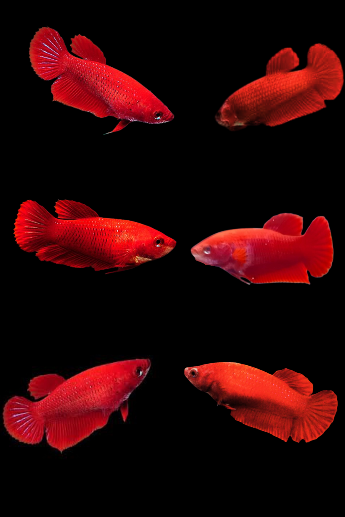 Super Red Plakat Female betta